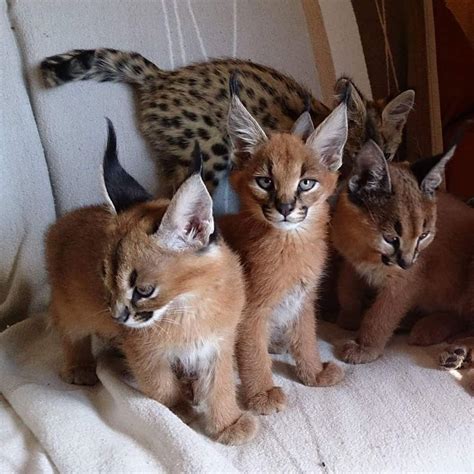 Buy Caracal kitten, Caracal kittens for sale, Caracal kittens for free, Cats, for Sale, Price