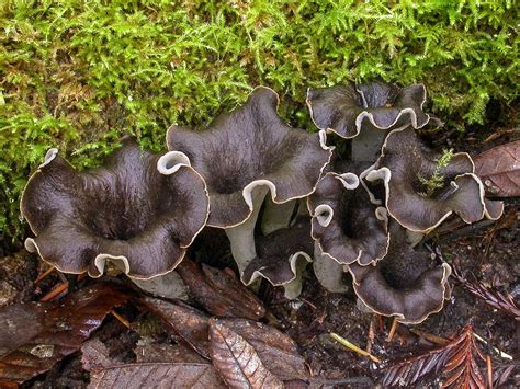 California Fungi: Craterellus cornucopioides