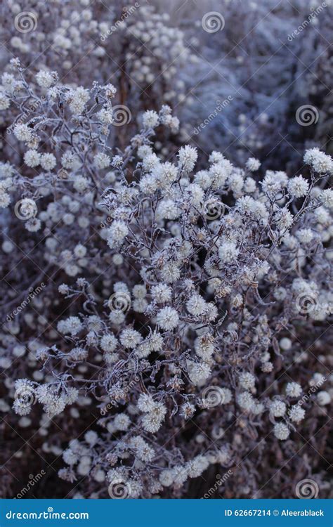 Hoarfrost on the flowers stock photo. Image of morning - 62667214