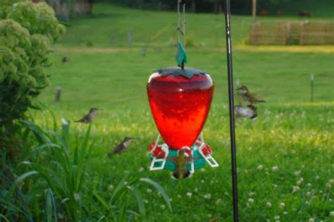 Best Place To Hang Your Hummingbird Feeder - Wild Bird Scoop