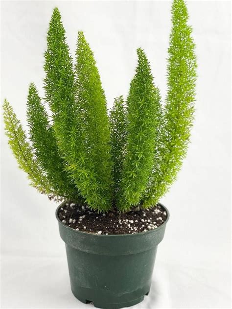 Fern Foxtail 6in Pot 19-22in Overall Height Asparagus Fern | Etsy ...