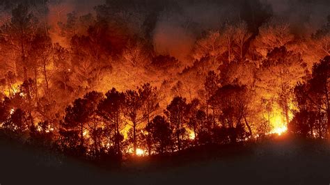 Verde Zona: Causas de un incendio forestal II