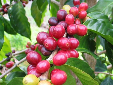 Penggunaan Paranet Untuk Budidaya Tanaman Kopi Ternyata Lebih Efektif & Gak Perlu Ribet - Jual ...