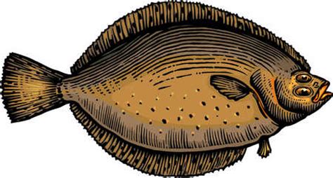 Stock Illustration - A drawing of a flounder