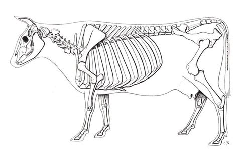 Cow Skeletal System Diagram | Quizlet