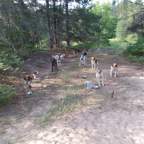 Dog Camp | Michigan Sportsman - Online Michigan Hunting and Fishing Resource