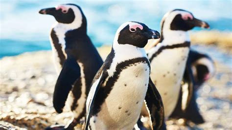 Penguins in Cape Town: Charming Cuties You Should Know About | Hike Addicts