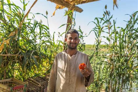 Technological Advances in Agriculture in Egypt - The Borgen Project