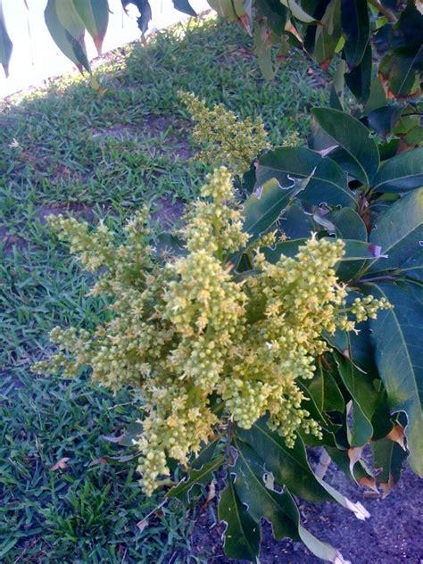 How To Grow A Lychee Tree - Open Press Room