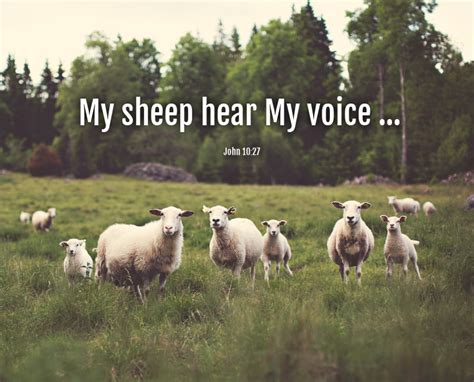 My Sheep Hear My Voice - Davalynn Spencer