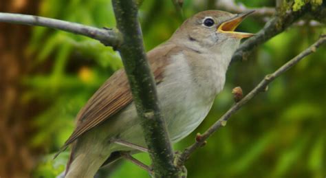 Nightingale Bird Facts, Pictures And Information