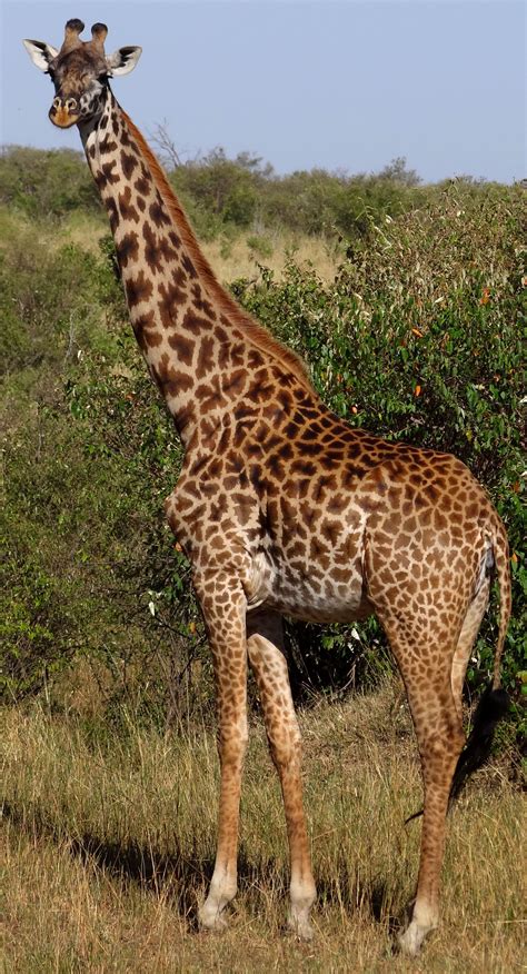 Pin by Gabriel Laurentinus on Animais | Masai giraffe, Giraffe, Giraffe ...