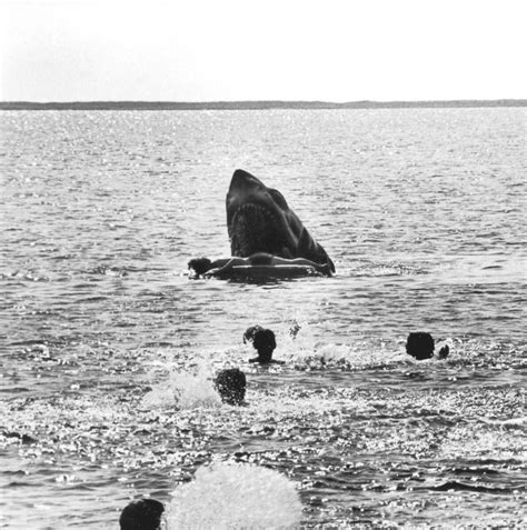 A Rare Behind the Scenes Image From a Deleted Scene of ‘Jaws’ Showing the Shark Killing Little ...