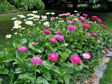 Benary's Giant Zinnia, cut flower garden - Victoria Elizabeth Barnes