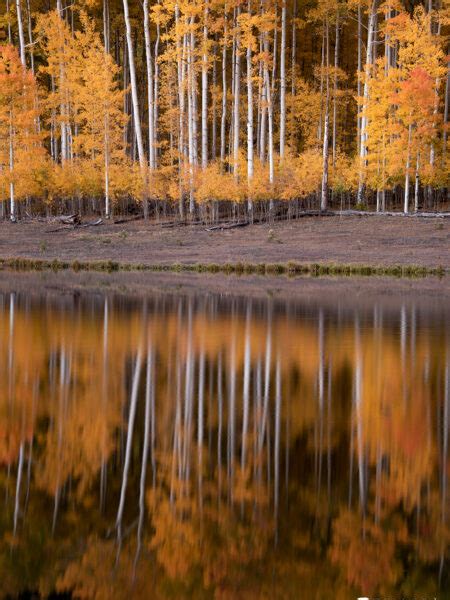 Photography of Aspens