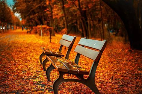 wood bench, pond, autumn, fall, season, fall leaves background, autumn leaves, october, fall ...