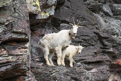 Mountain Goats Glacier National Park - Alan Majchrowicz Photography