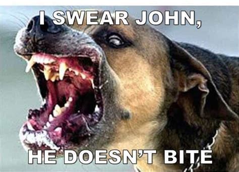 30+ Best Angry Dog Memes