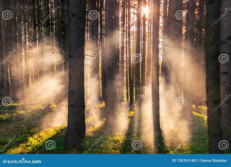 Forest and Mist at Sunrise Light Stock Photo - Image of beams, foliage ...