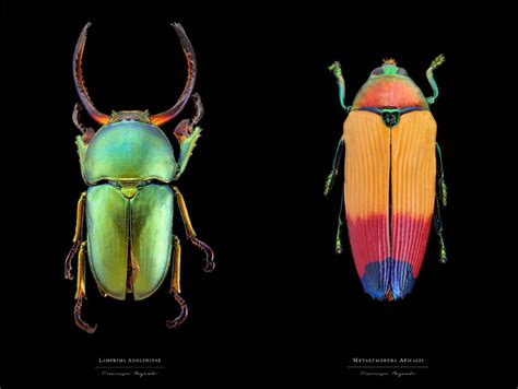 Beautiful Pictures of Colorful Insects | 99Inspiration - Wonderful Artwork Inspiration