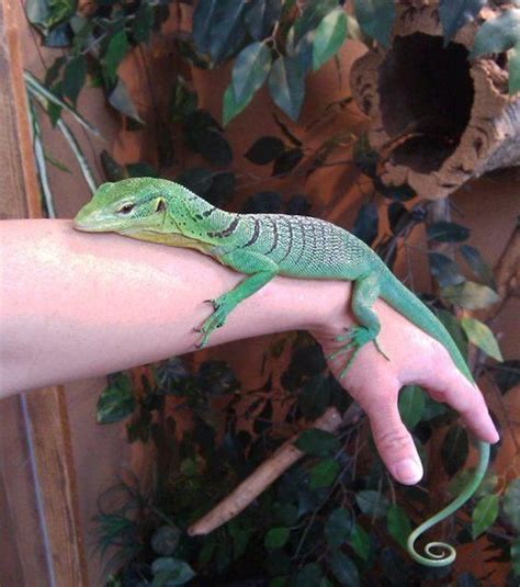 Emerald Tree Monitor Facts and Pictures | Reptile Fact