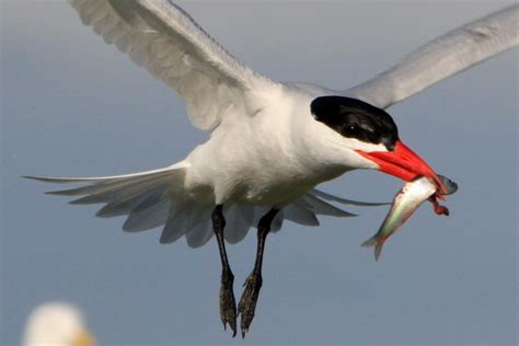 Caspian Terns – Prince William Sound Science Center