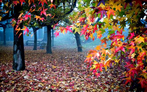 view, Lovely, Fall, Leaves, Bench, Magic, Autumn, Splendor, Beautiful, Trees, Peaceful, Colorful ...