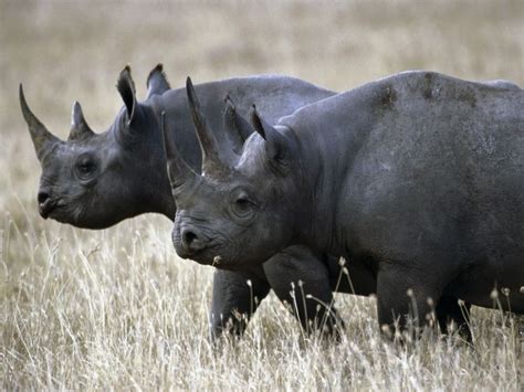 Western black rhinoceros - Alchetron, the free social encyclopedia