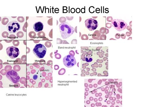 White Blood Cell Diagram Labeled