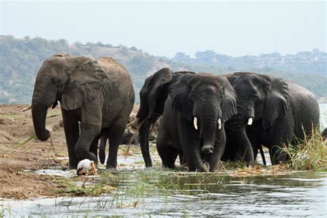 Peaceful | Elephant, Animals, Nature