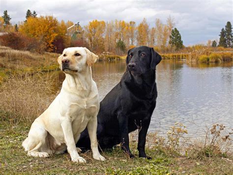 Labrador Retriever White Wallpapers - Wallpaper Cave