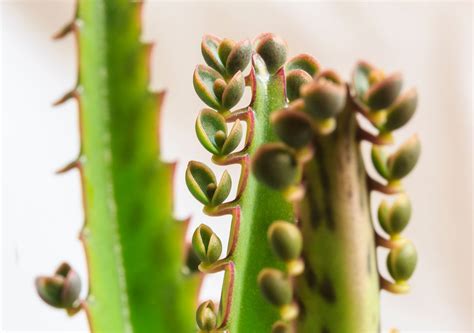 Kalanchoe | Description, Major Species, & Facts | Britannica