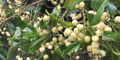 Lemon Aspen – Bush food Bush Tucker Taste Australia Native Food Indigenous food aboriginal food