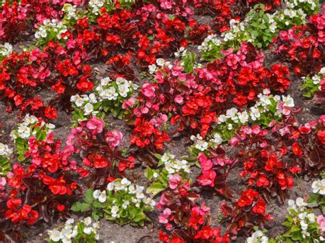 Finding Begonia Classification Through The Begonia Leaves