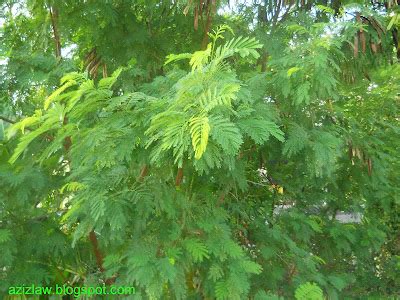 EDU-kasi: Petai belalang (Leucaena leucocephala)