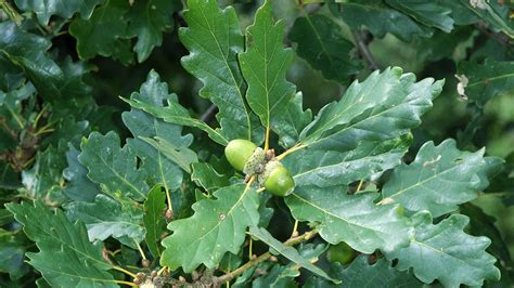 Sessile Oak (Quercus petraea) - British Trees - Woodland Trust