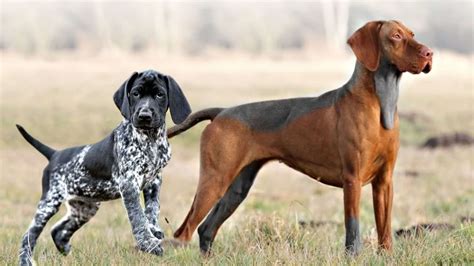 English Pointer Köpek Irkı Özellikleri ve Bakımı - Zoo Blog