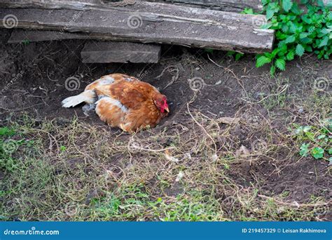 Chicken is Bathing in Dust or Sand in Countryside Ranch. Domestic Hens ...