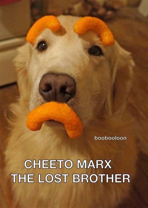 Cheeto | Funny animals with captions, Funny animals, Funny animal pictures