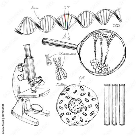 Hand drawn set structure of DNA. genome sequence. Health and biochemistry laboratory of ...