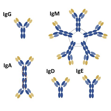 Everything you need to know about the structure and types of antibodies