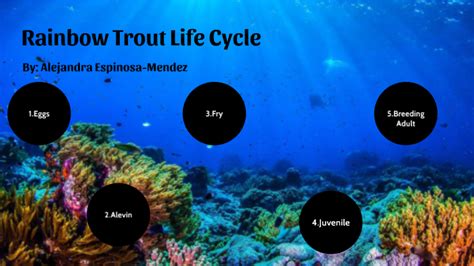 Rainbow Trout Life Cycle by Alejandra Espinosa