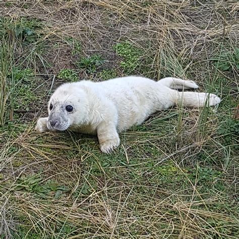 Everyone loves puppies, so here, have a sea puppy : r/aww