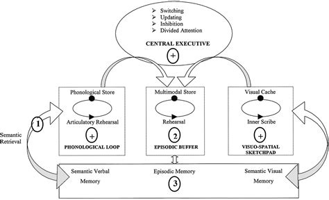 cognitive psychology - Information storage capacity of a neural network? - Psychology ...