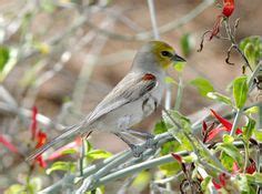 9 Sonoran Desert Birds ideas | sonoran desert, birds, animals