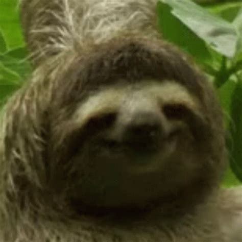 Sloth GIF - Sloth - Discover & Share GIFs