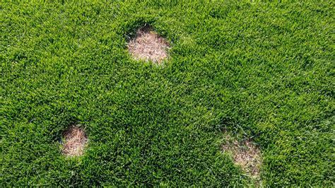 How to Stop Lawn Fungus | Lawn Maintenance Guide