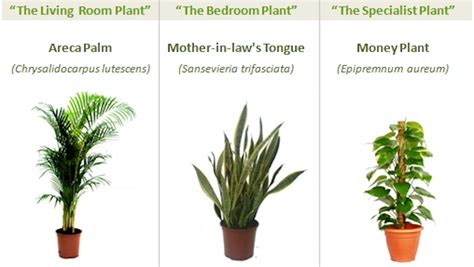 Thanks to 3 Miracle Plants, You Can Now Grow Fresh Air in Your Own Home