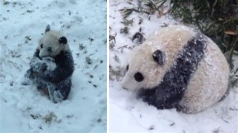 CUTE: This baby panda is having a blast in the snow - ABC7 San Francisco