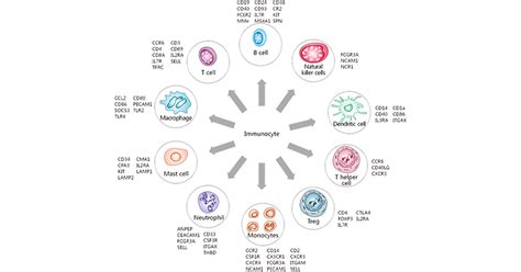 Get an Overview of Immunocyte Markers- CUSABIO